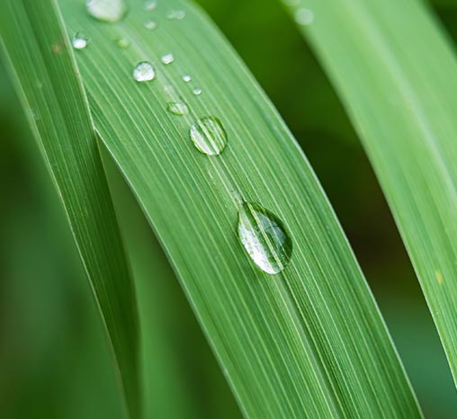 香根草