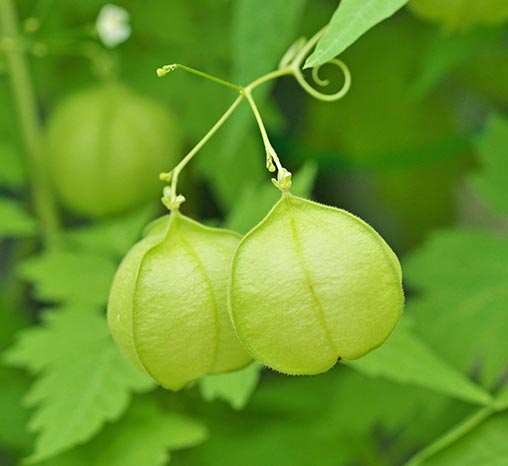 植萃修復調理