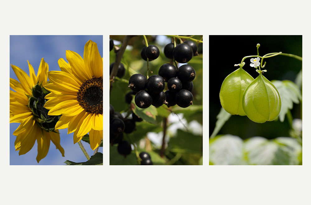 Mamaway彈力妊娠油